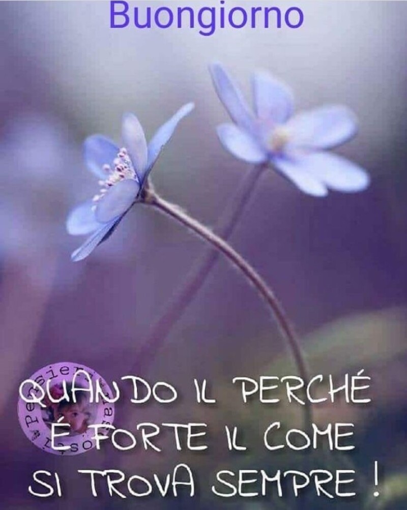Buongiorno quando il perchè è forte il come si trova sempre!