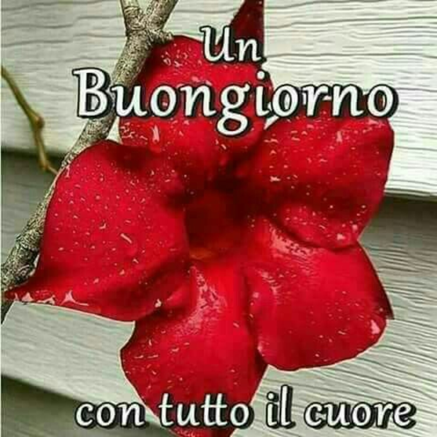 Un buongiorno con tutto il cuore
