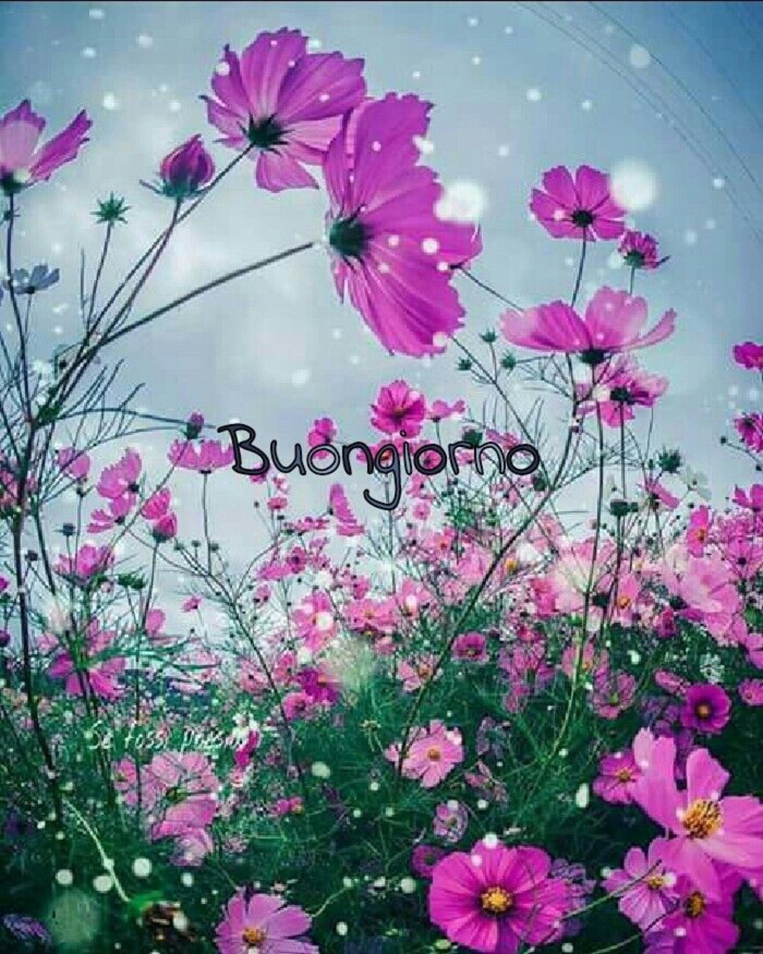 Buongiorno con i fiori