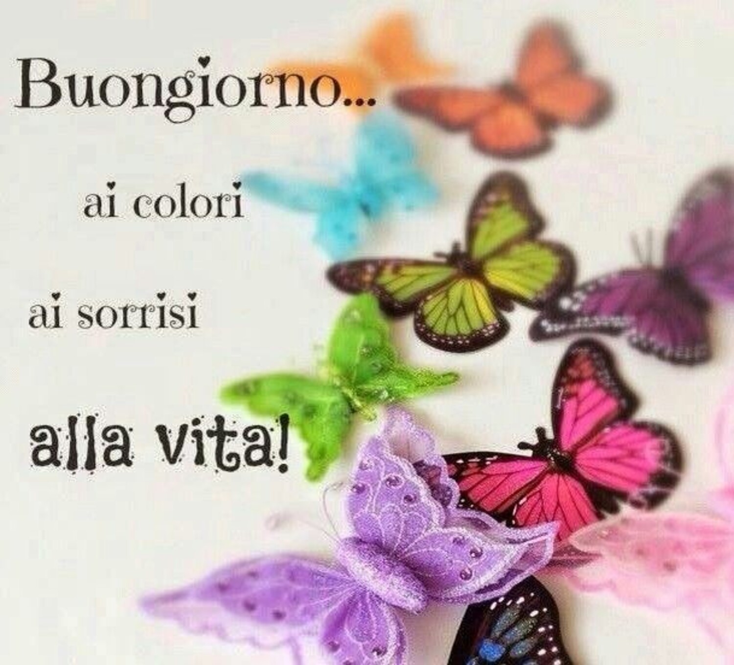 Buongiorno ai colori... ai sorrisi... alla vita !