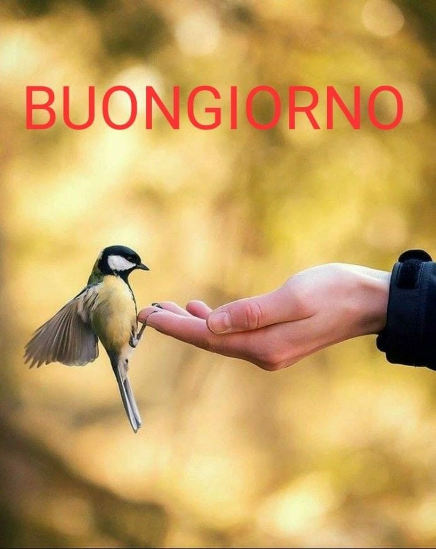 Buongiorno