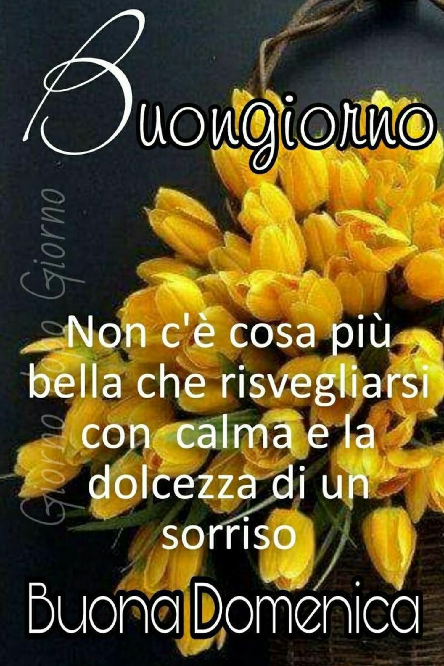 Buongiorno. Non c'è cosa più bella che risvegliarsi con calma e la dolcezza di un sorriso. Buona Domenica